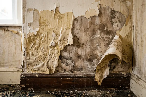 Old wallpaper and paint peeling and lifting away from a damp-damaged wall near skirting-board level