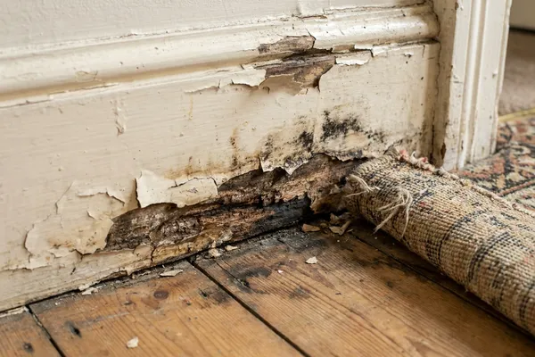 A wooden skirting board with visible water damage, swelling, rot and peeling paint at floor level